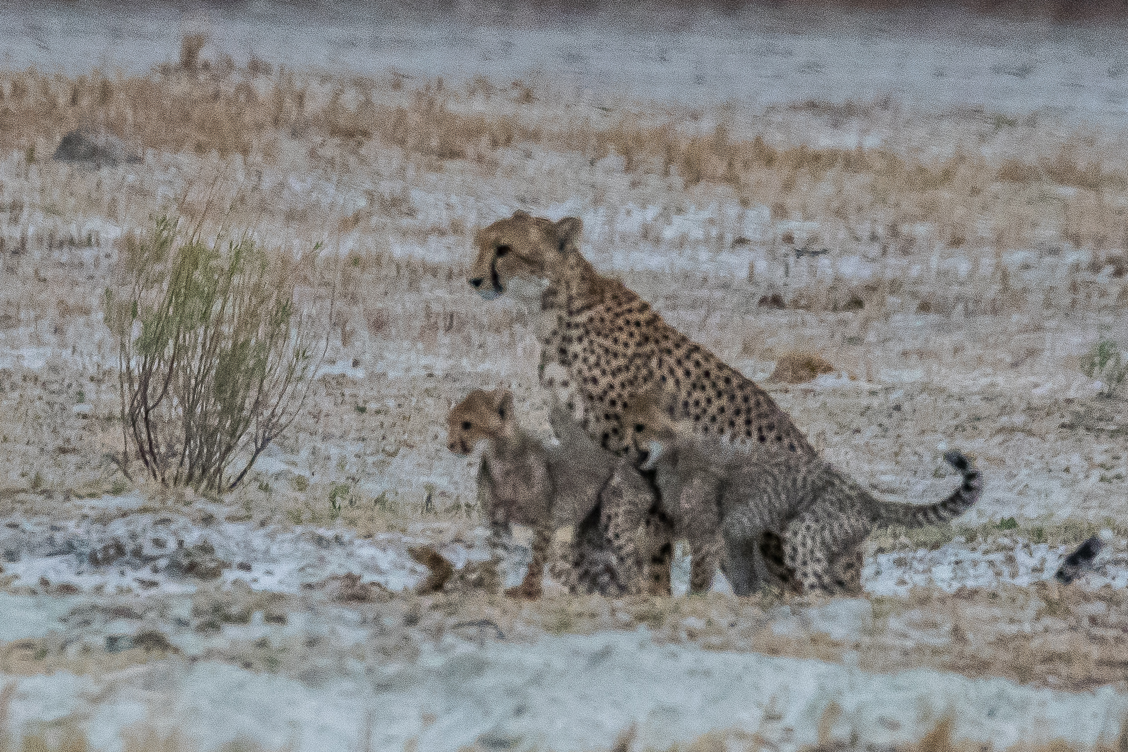  Guépard femelle (Cheetah, Acynonix jubatus) et ses juvéniles en fin d'après-midi, Onguma Nature Reserve, Etosha, Namibie.